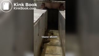 Beautiful women pooping in the toilet 44