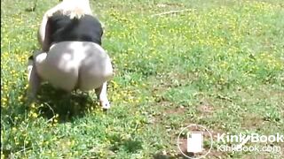 Fat woman shitting in the field