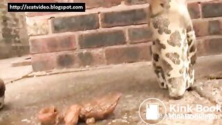 Close Up Shitting Girls