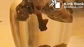 shitting into water bowl