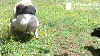 diese geile sau