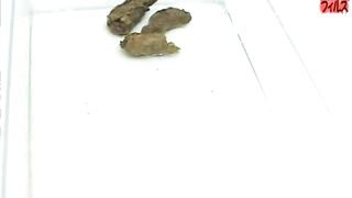 Amateur Lingerie Poop - Scene H