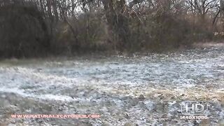 Poop on a frosty morning