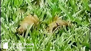 Incredible Girl Pooping Shorts