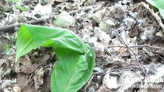 Big poop in the forest, spycam!