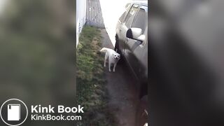 Backyard pile of poop