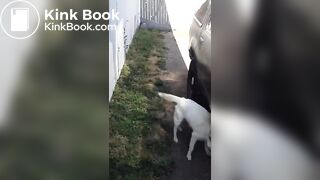 Backyard pile of poop