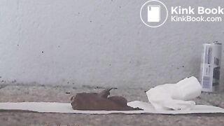 NSG red-bull diarhea