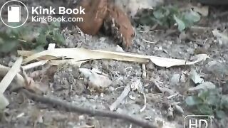 NSG nice brune small poop