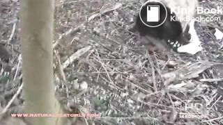 NSG long poop in foret