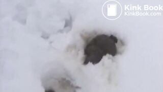 Nina's big poop in the snow