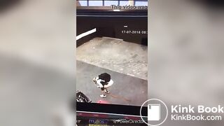 Desperate poop and diarrhea