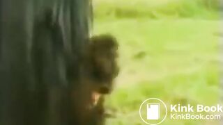 the horse shited on girl's head