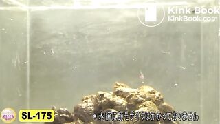 The brown side of life 699