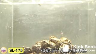 The brown side of life 699