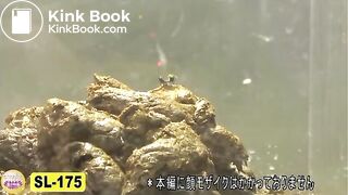 The brown side of life 699