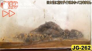 The brown side of life 64