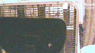 Fart Until Shitting 4