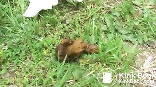 Jade Filth F15-14 2-16