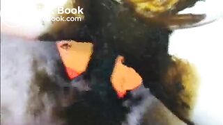 Amateur Scat 3
