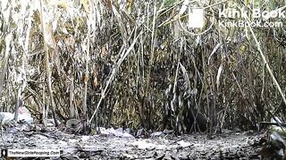 Bushes Shit