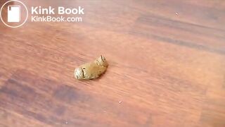 Classy Gassy Poopin' - Classy Scat Ladies