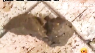 Office Women Accidently Pissing And Shitting In Their Pantsflv