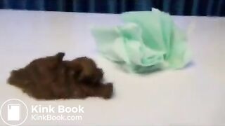 BEAUTY POOPS ON TABLE