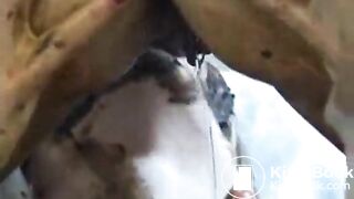 clothed lesbian shitfest