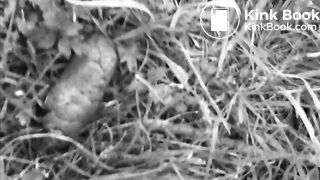 Amador - Paloma cagando na rua