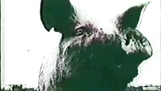 fucking shitpigs