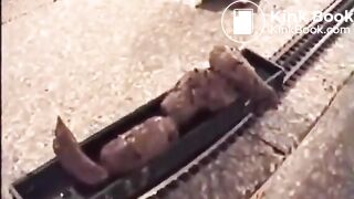 Woman Shits on a Model Train