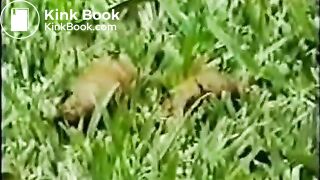 » Amateur girl scat movies collection «flv