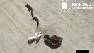 Harassing Pissing And Shitting Girls