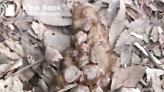 Secretly pooping in public