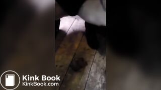 Scat poop 2
