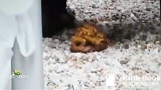 Pissing and shitting in the street