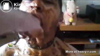 Bitch Loves Eating Shit