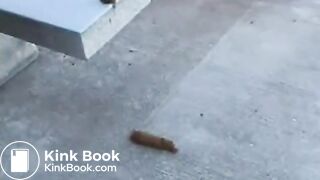 Cutie Camryn Pees and Poops on a Park Bench