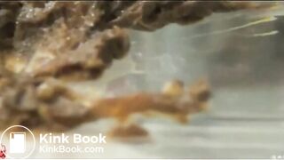 Asian Woman - The Shits 3