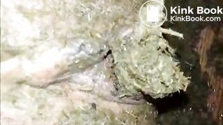 Horse Shit Play 2 American Amateur Scat MILF