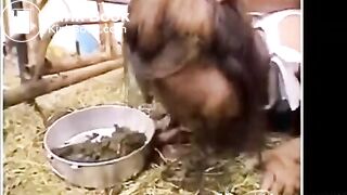 Asian Sluts Eating Animal Shit