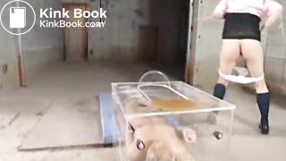 scat, spit, humiliation