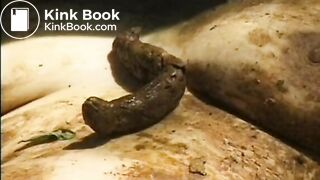 Outdoors Shit Smearing Foursome