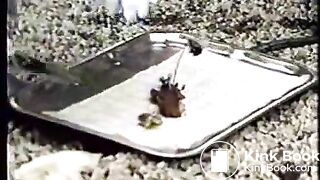 Sklaven der Lust - Scene 3