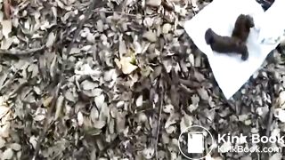 Huge outdoor poop