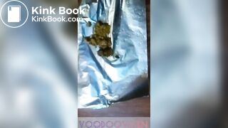 Young black girl poops four times