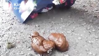 pooping in a country lane