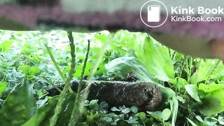 Urgent outdoor poop