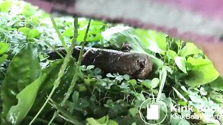 Urgent outdoor poop